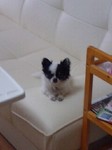 マンションでのマルチ